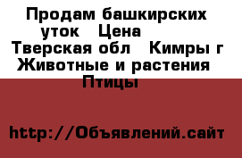 Продам башкирских уток › Цена ­ 500 - Тверская обл., Кимры г. Животные и растения » Птицы   